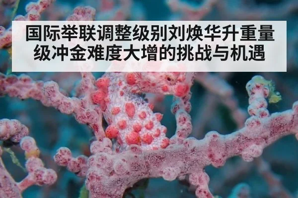 国际举联调整级别刘焕华升重量级冲金难度大增的挑战与机遇